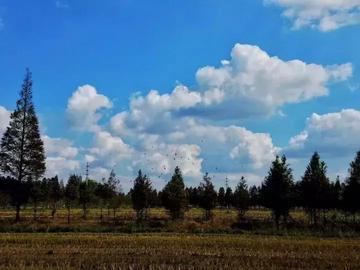 云鼎娱乐-崇明天气,一页翻过四季的乡土诗 云鼎娱乐-崇明天气,一页翻过四季的乡土诗